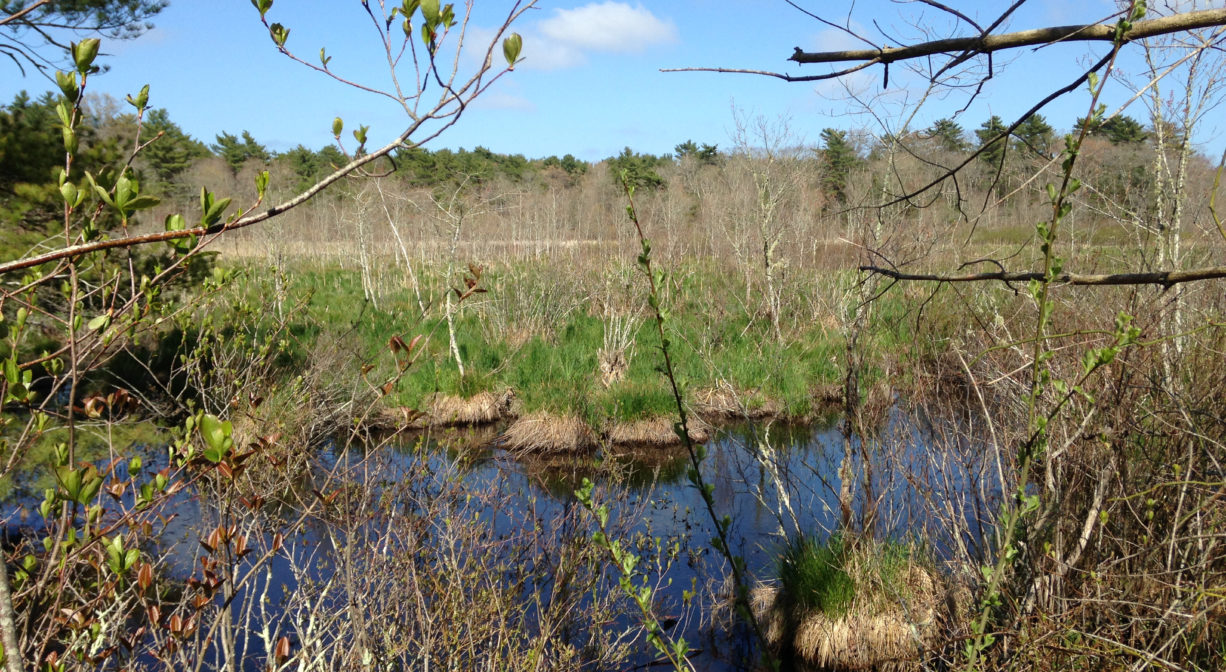 A photograph of a freshwater wetland.