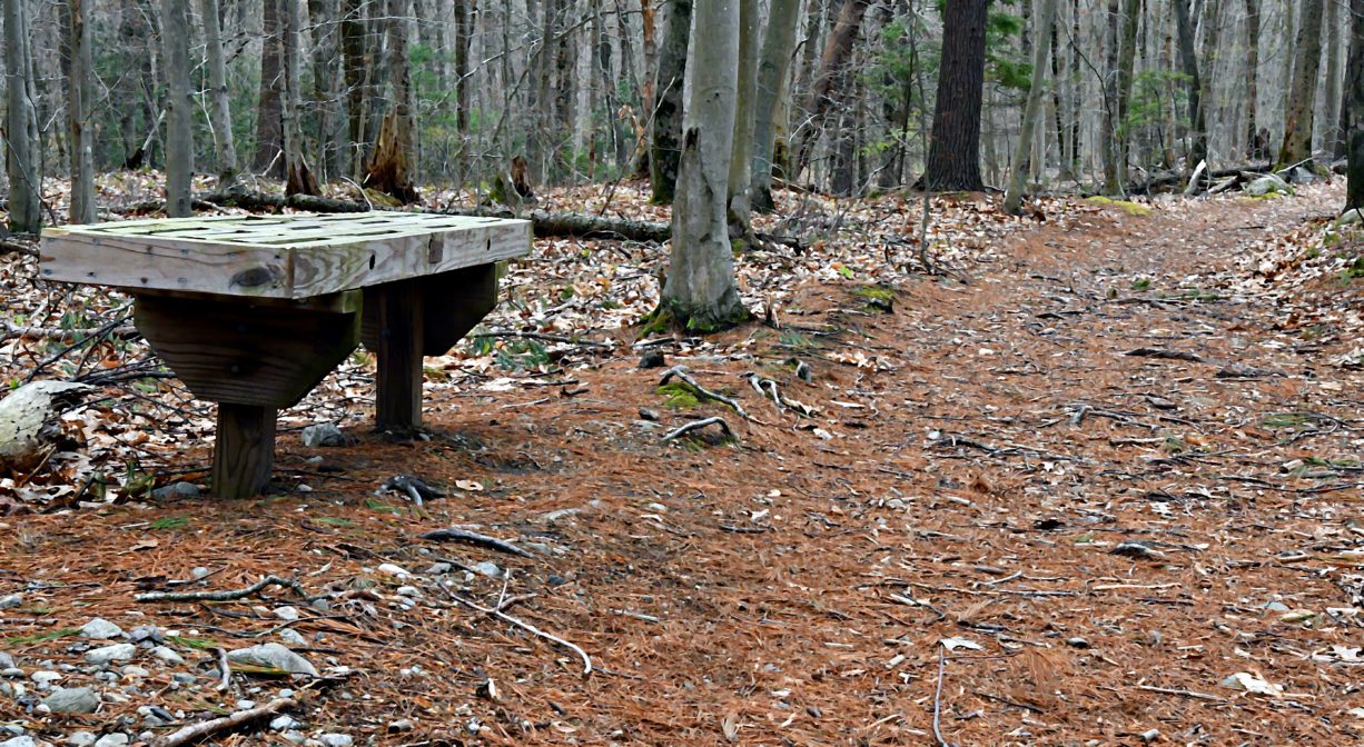 A photograph of a bench beside a forest trail.