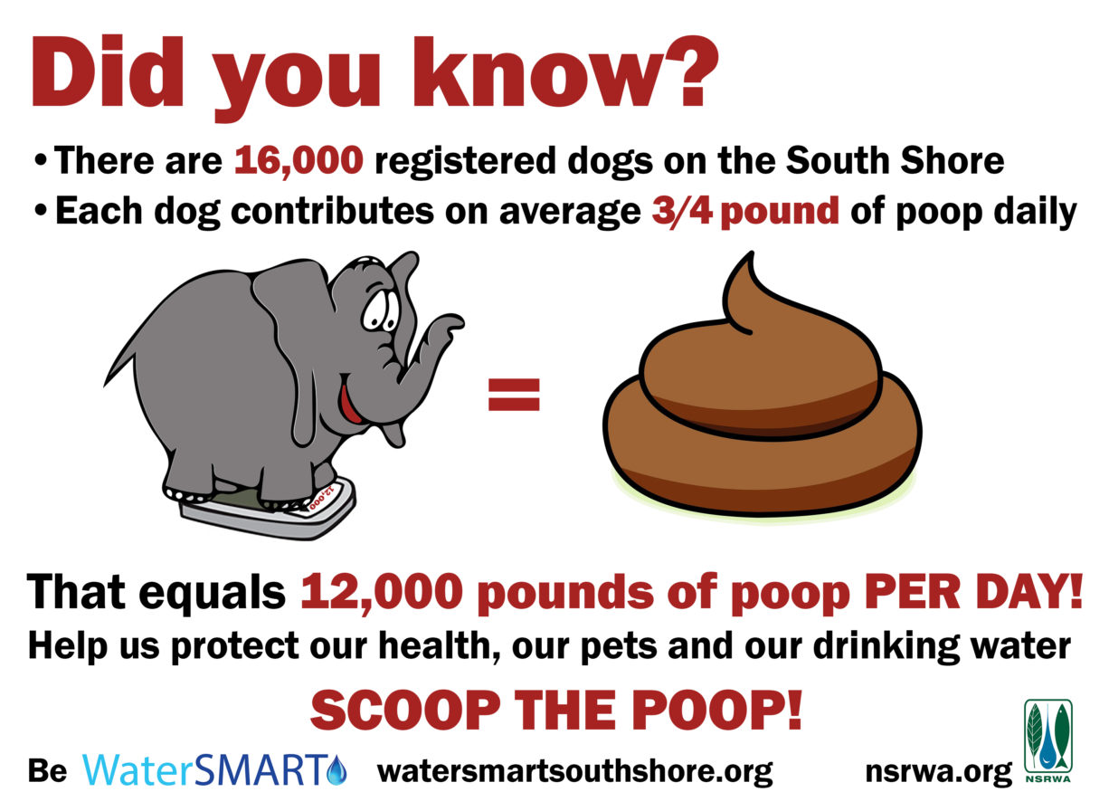 Addressing the Elephant in the Room Dog Waste on the South Shore