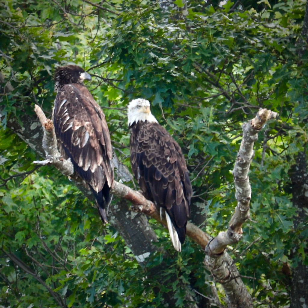 Six Places to See the Bald Eagles North and South Rivers Watershed