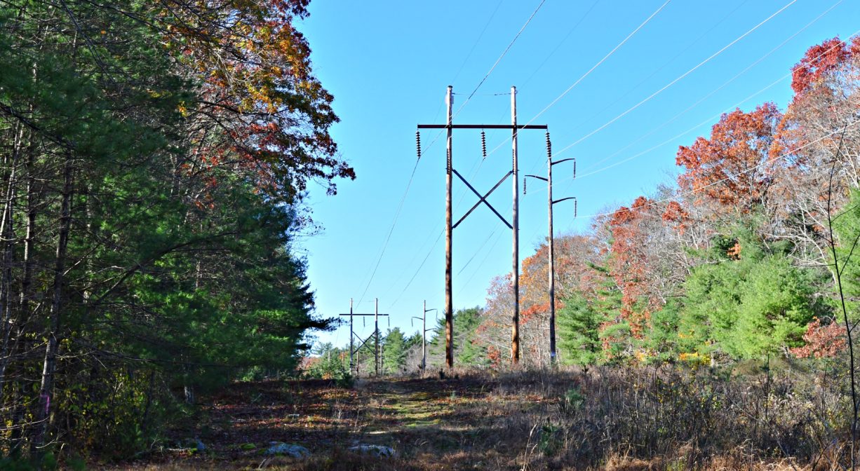 Photograph of a power line easement with trees on both sides.