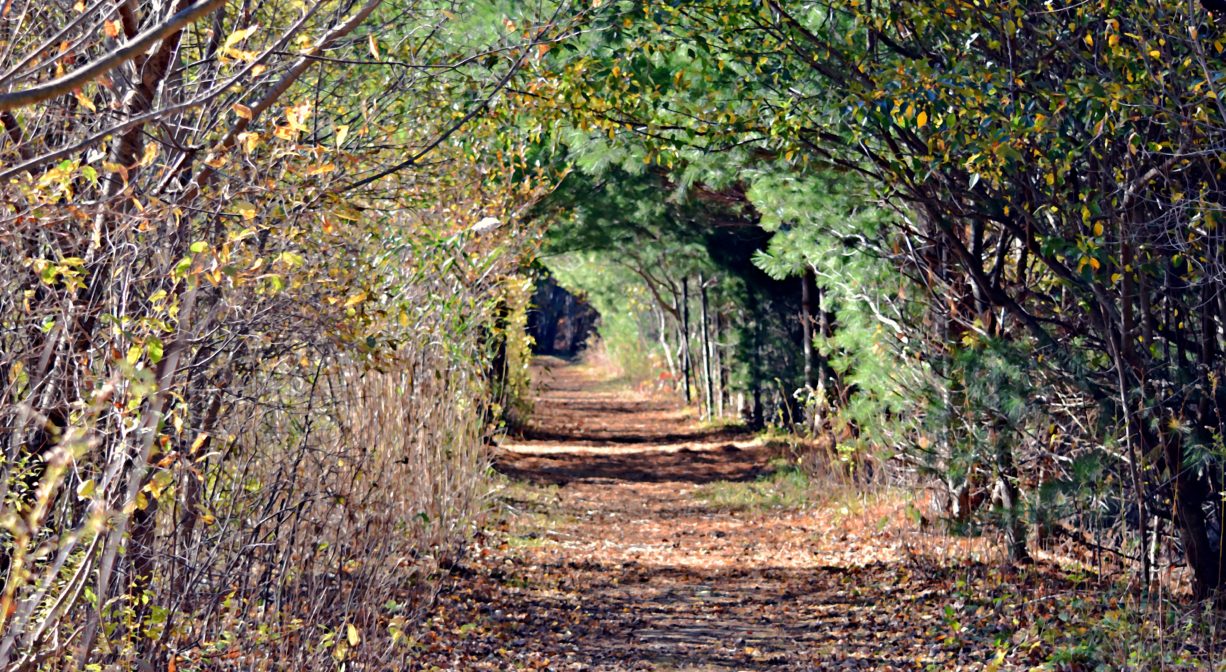 A photograph of a trail enclosed by trees with a tunnel effect.