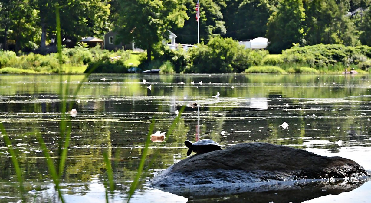 A photograph of a pond, surrounded by green foliage. There is a turtle on a large rock in the foreground.