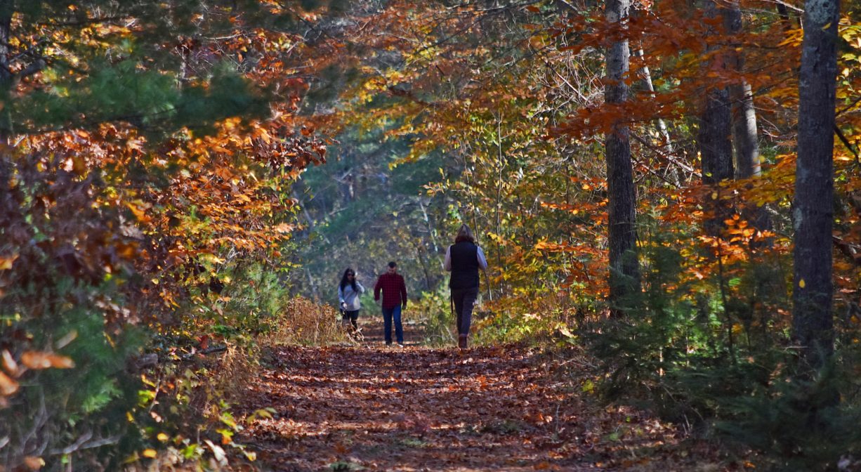 Photograph of people walking along a woodland trail with fall foliage.