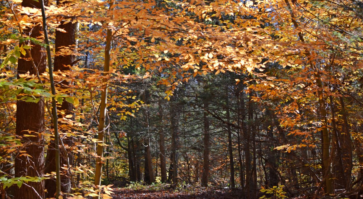 Photograph of fall foliage along a wide woodland trail.