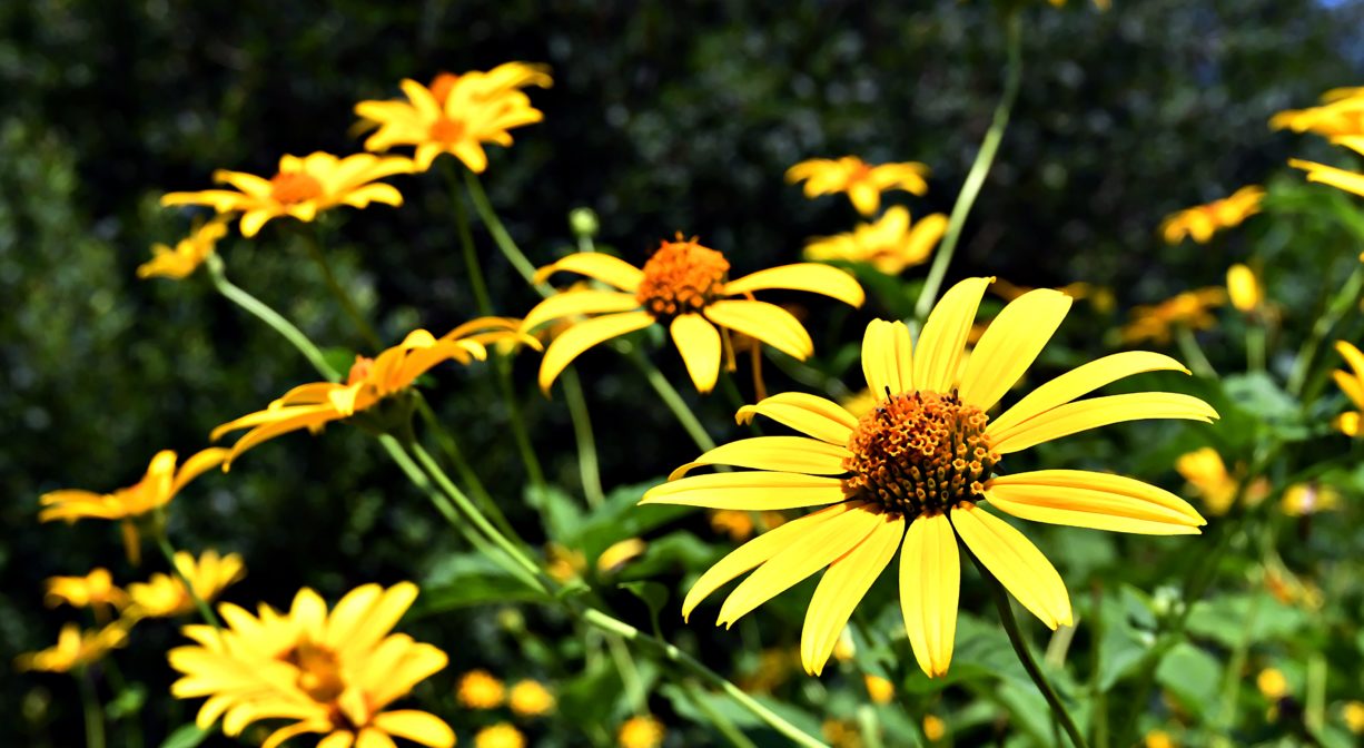 A photograph of yellow flowers.