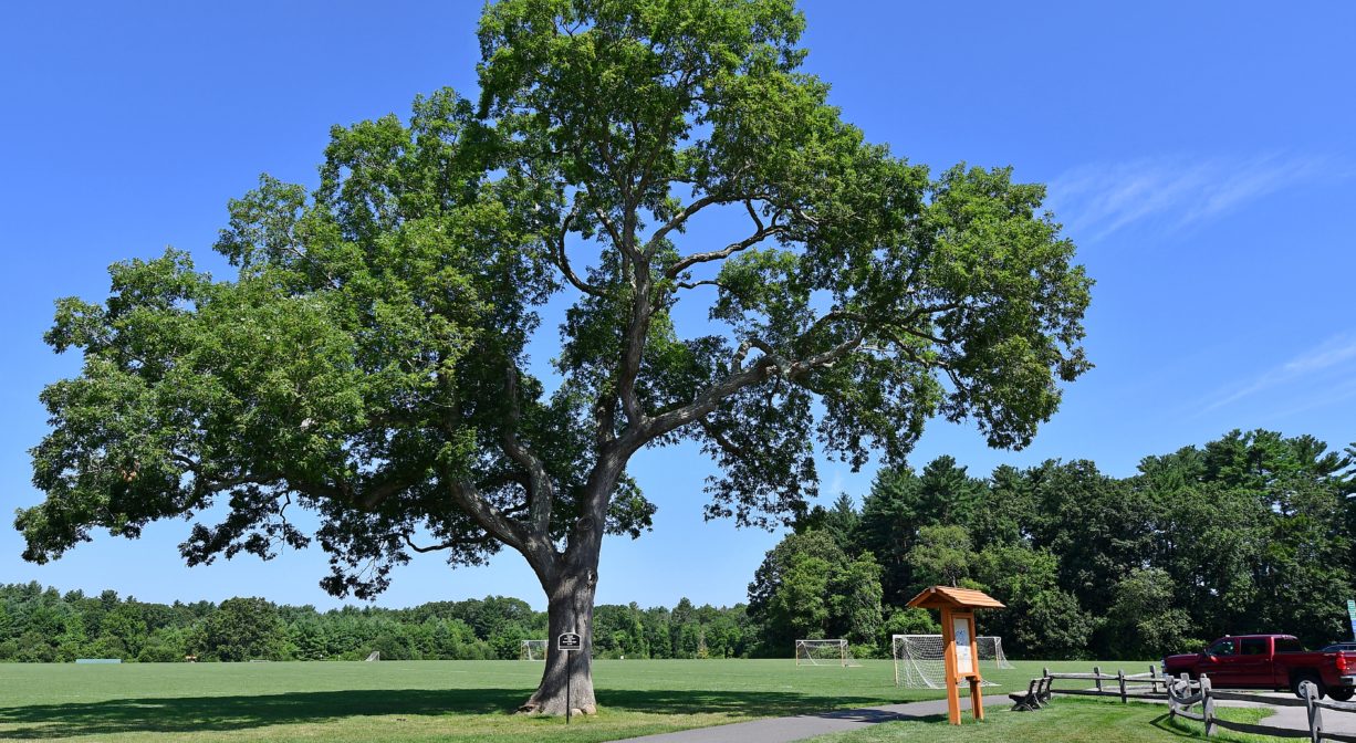 A photograph of a large leafy tree in a grassy park.