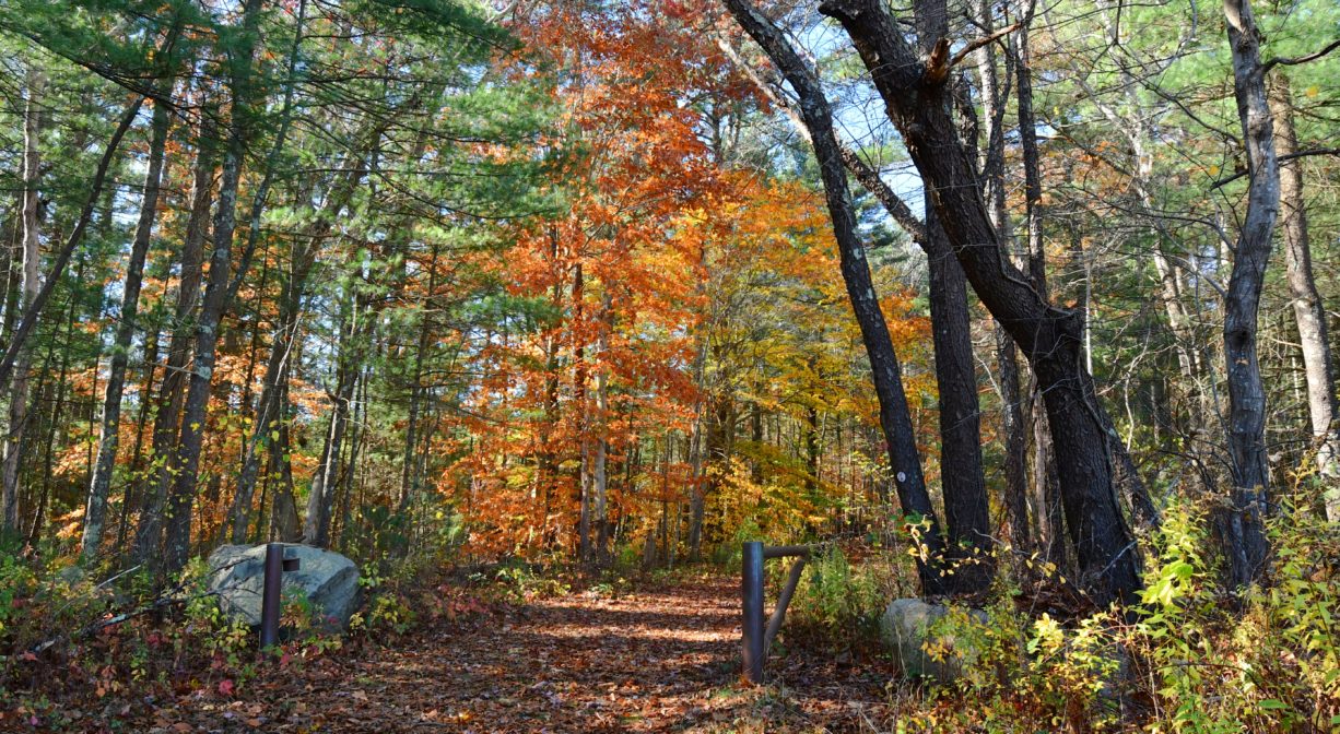A photograph of a wide trail through a colorful forest, with a gate in the foreground.