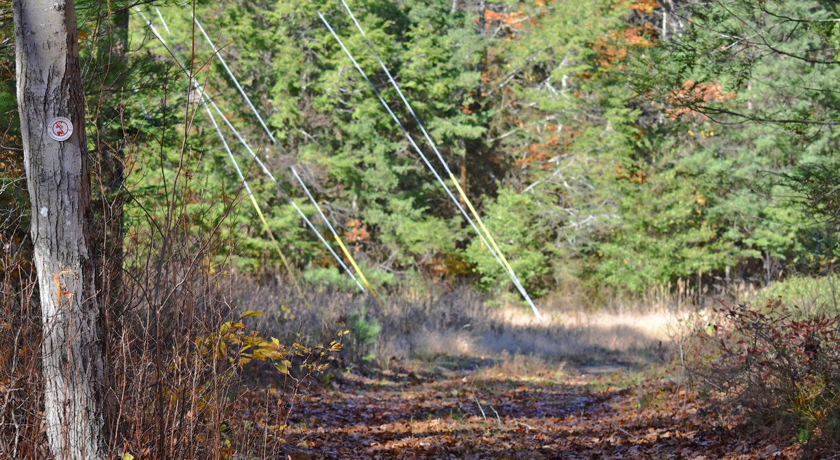 Photograph of a trail through a power line easement with pine trees in the background.