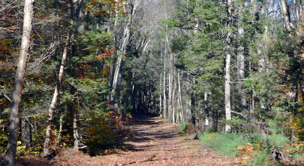 Photograph of a wide woodland trail with birch trees.