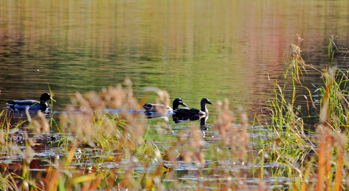 A photograph of ducks in a pond.