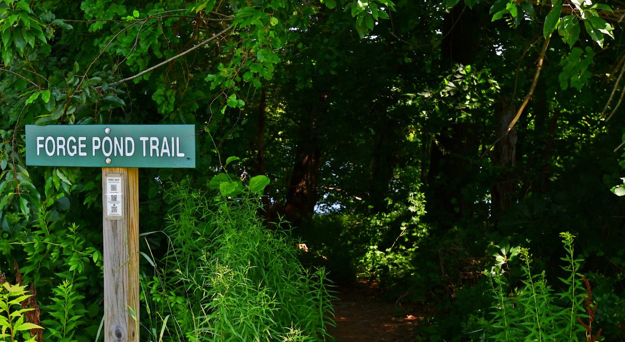 A photograph of a small green trail sign beside a forest trail.