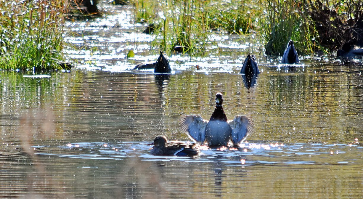 A photograph of ducks in a pond.