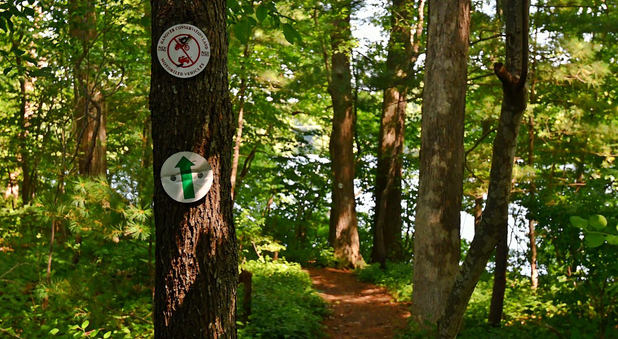 A photograph of a forest trail with trail markers on one tree.