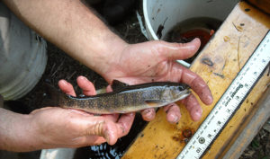 Eastern Native Brook Trout