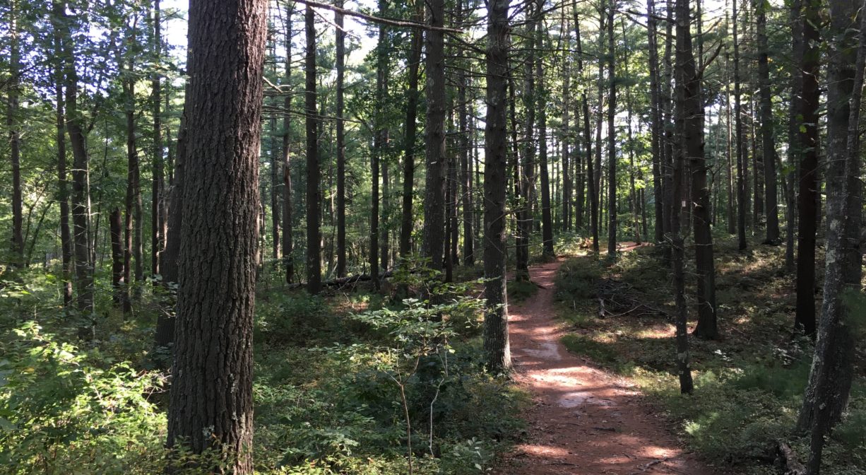 A photograph of a trail through the forest.