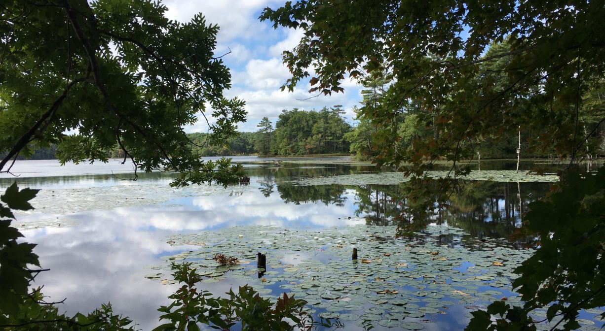 A photograph of a pond, viewed through the trees, with lily pads floating on top.