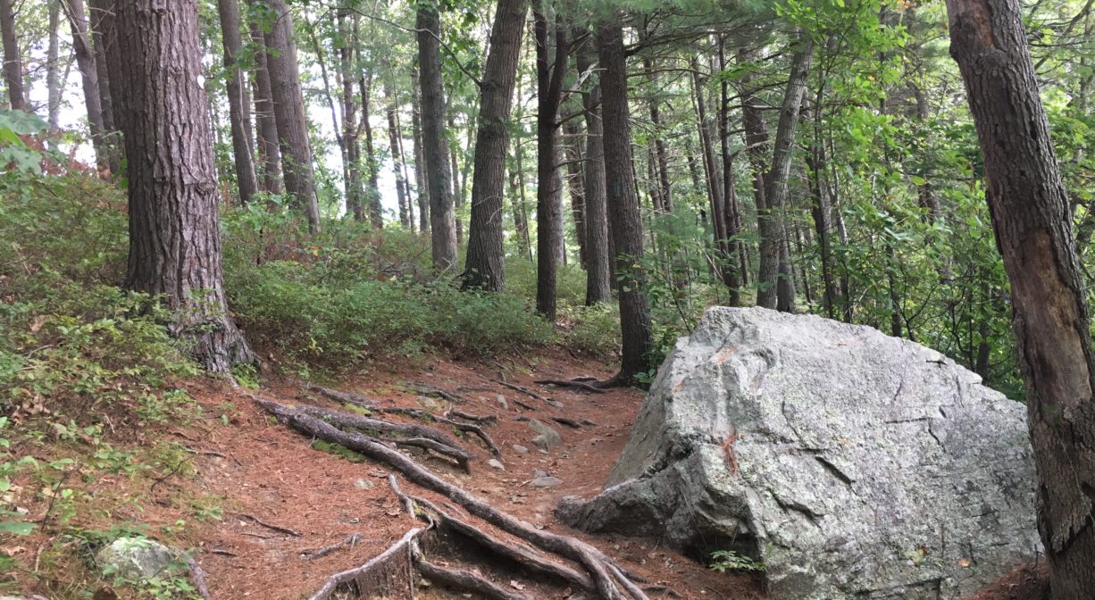 A photograph of a boulder beside a rooty forest trail.