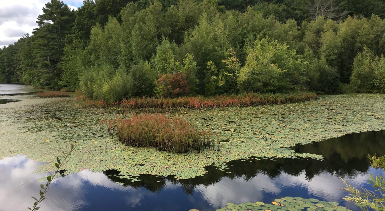 A photograph of a pond nearly covered with lily pads, with trees in the background.