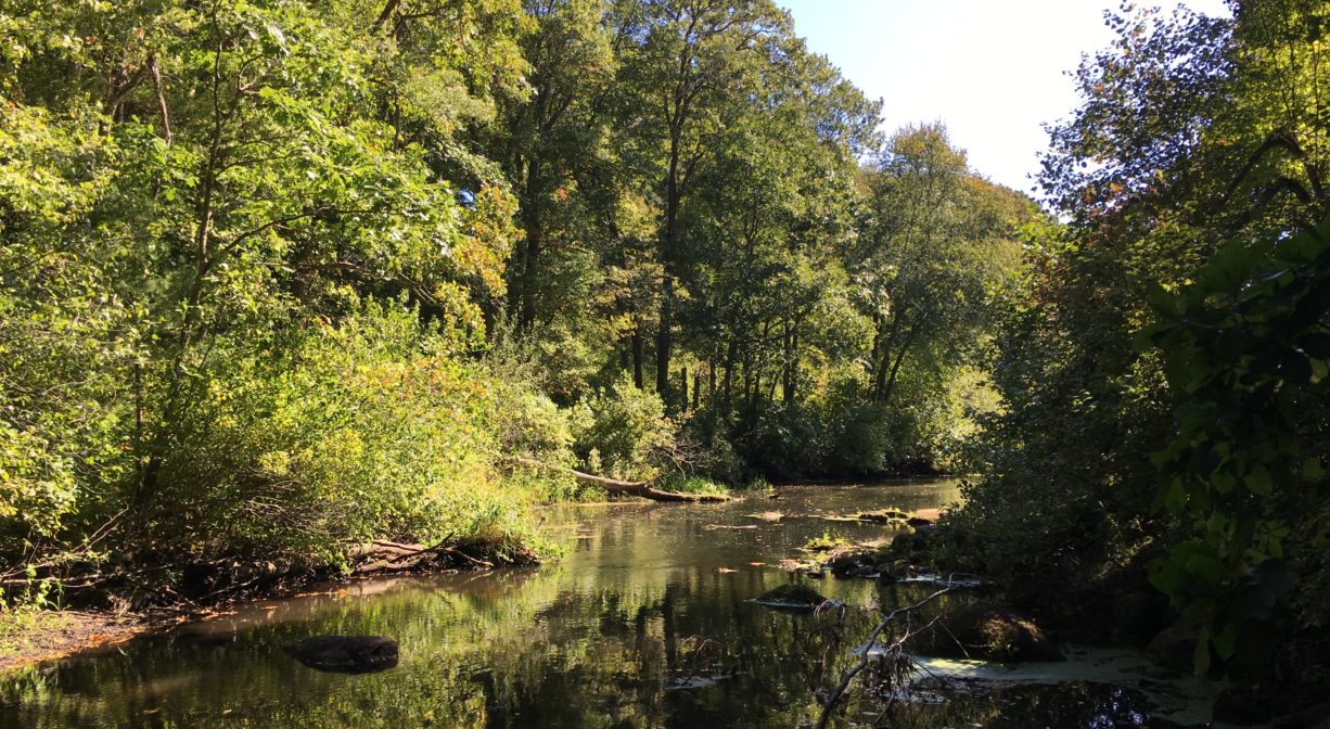 A photograph of a wide stream through a forest.