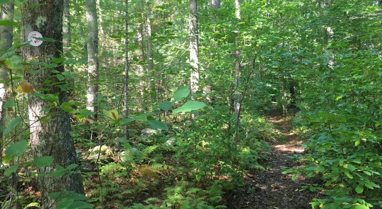 Photograph of a trail through a green forest.