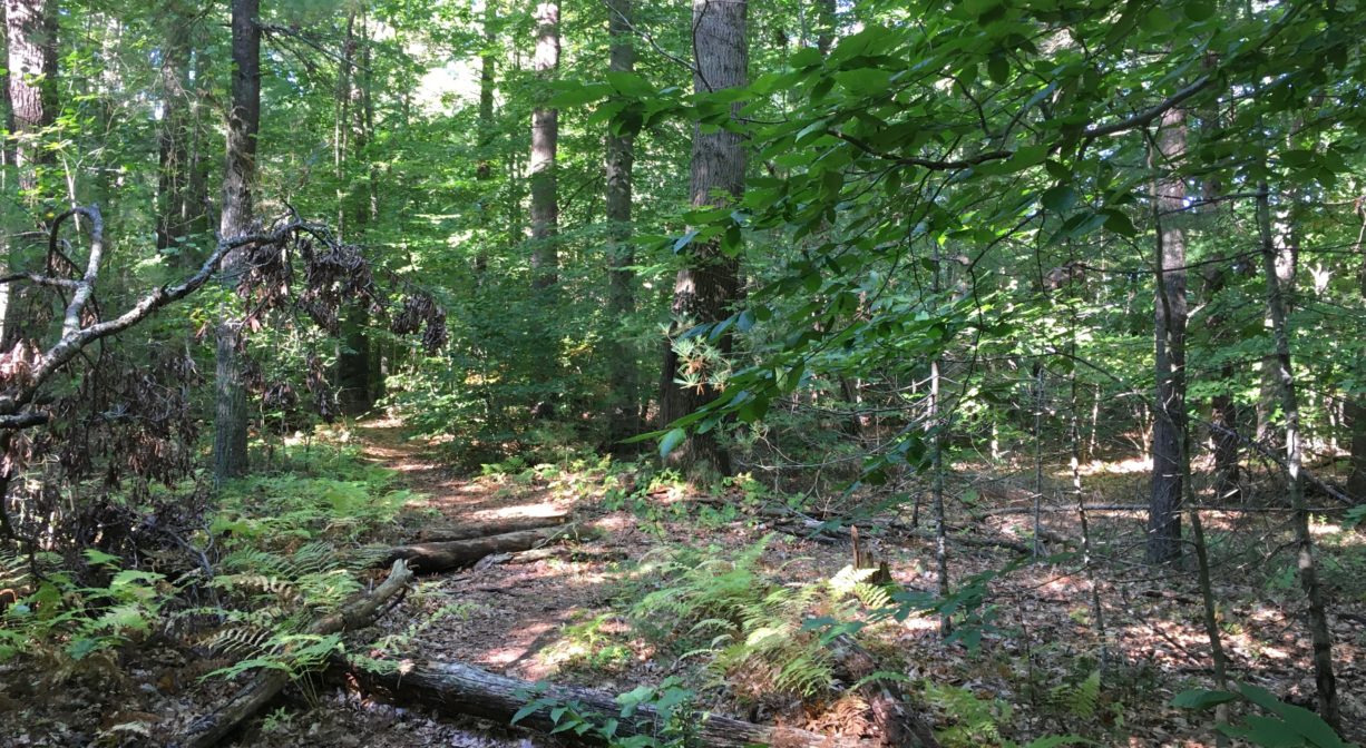 Photograph of a trail through a left green forest.