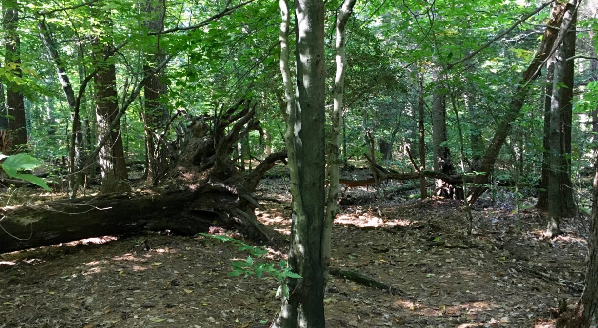 Photograph of pine trees within a leafy green forest.