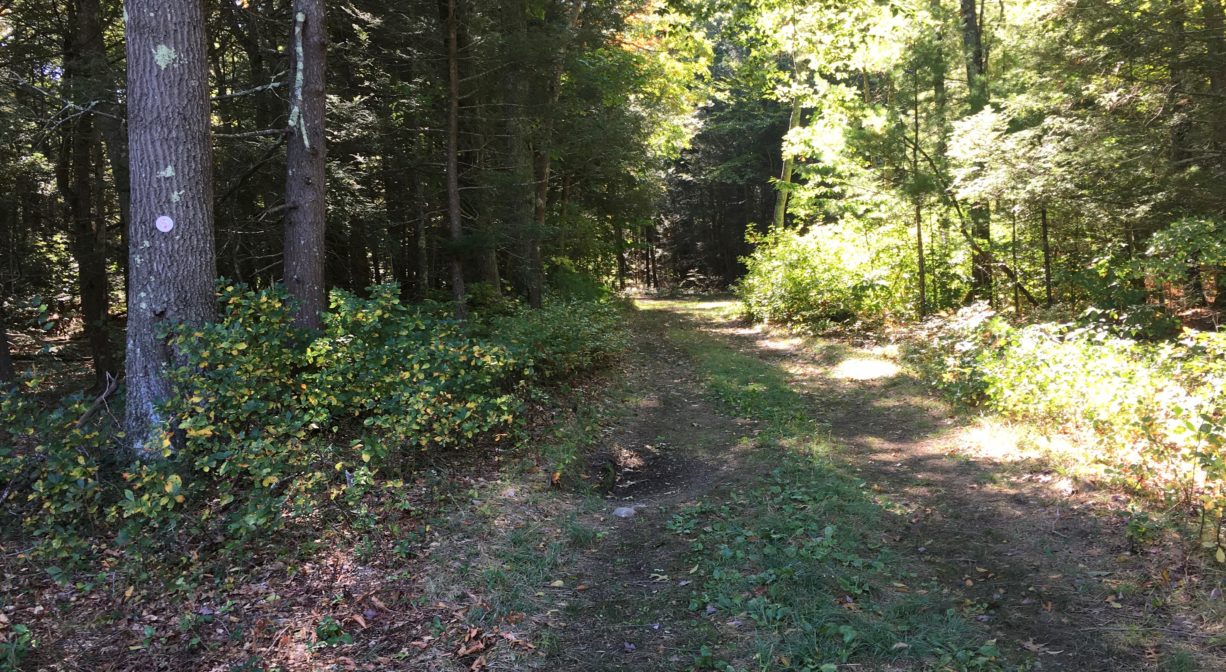 Photograph of a wide trail through the woods.