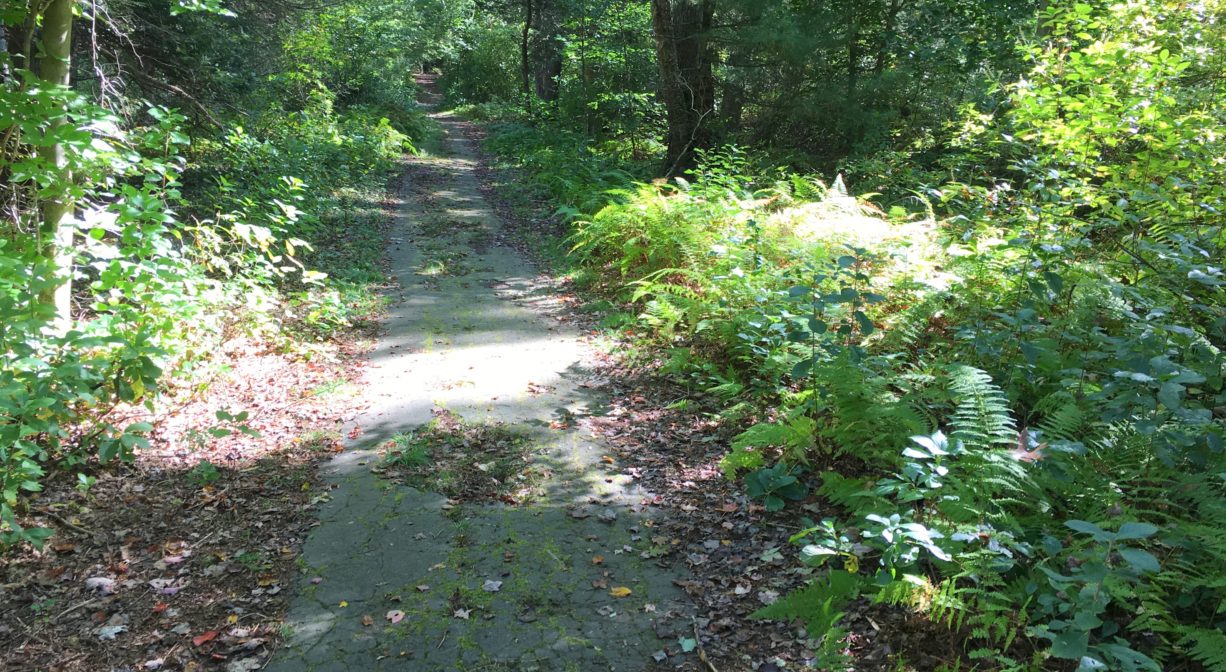 Photograph of a decaying paved trail in the woods.