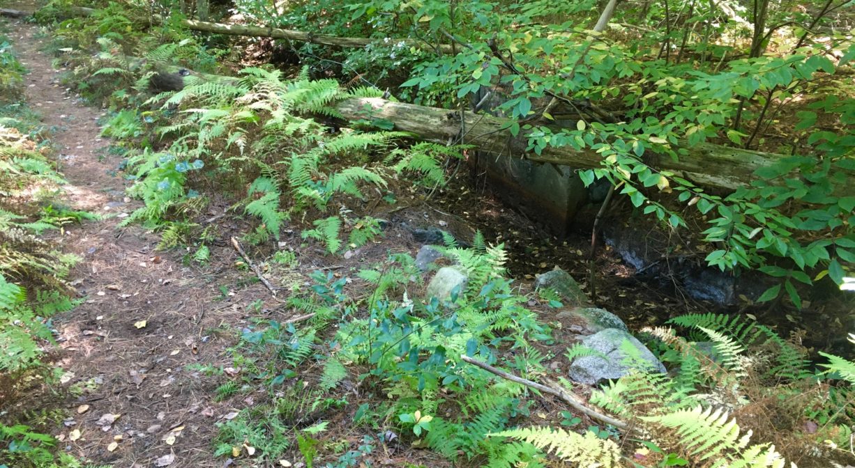 A photograph of a forest trail beside a stream.