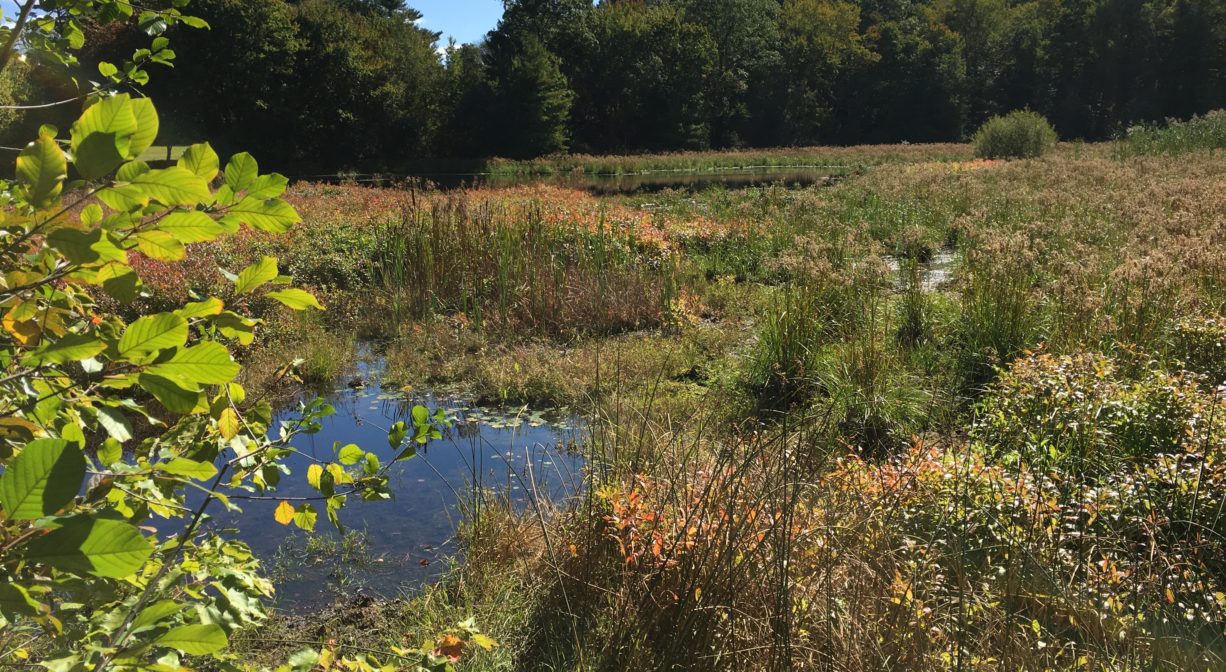 A photograph of a cranberry bog transforming to a more natural state.