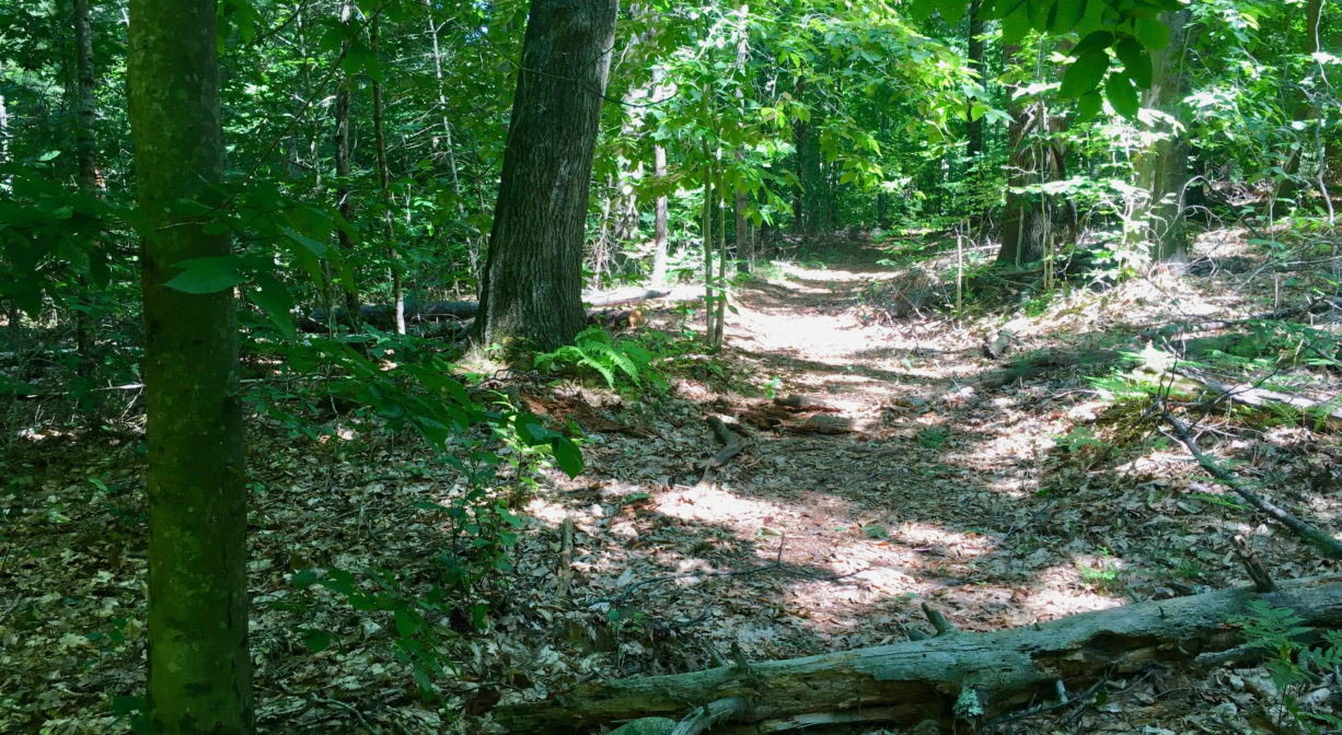Photograph of a trail through a leafy green forest.