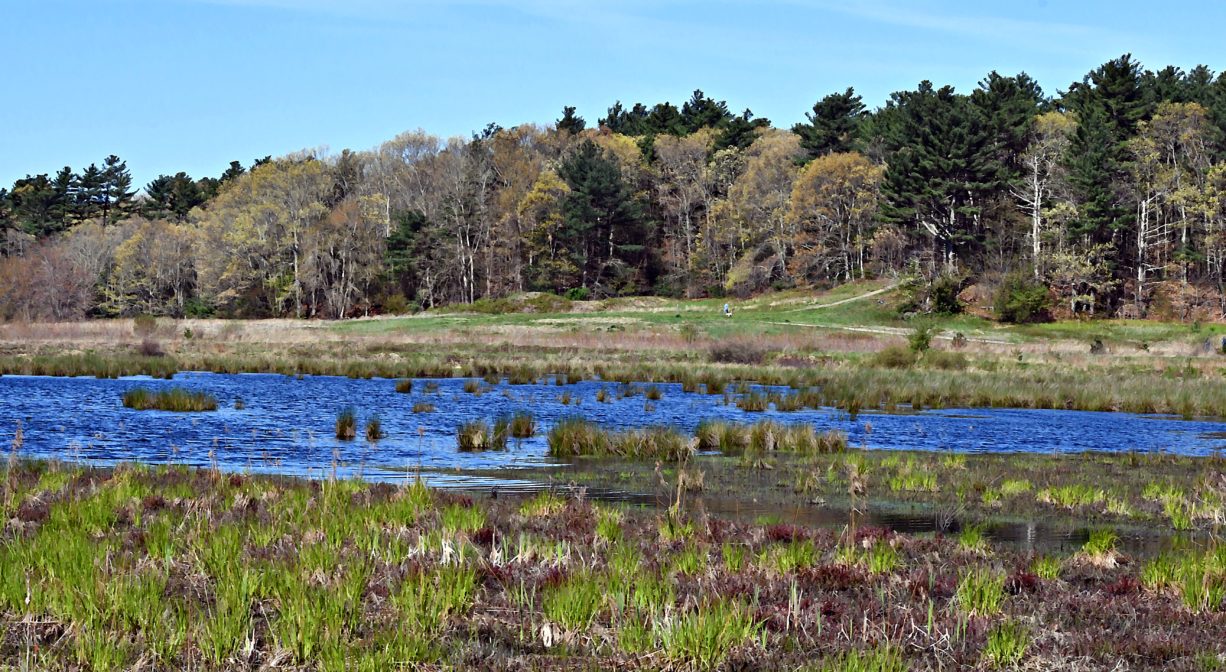 A photograph of a freshwater wetland and pond, with a forest in the background.