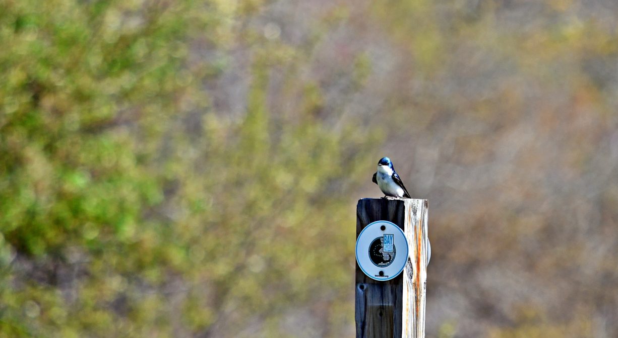 A photograph of a blue and white bird atop a post with a Bay Circuit Trail marker.
