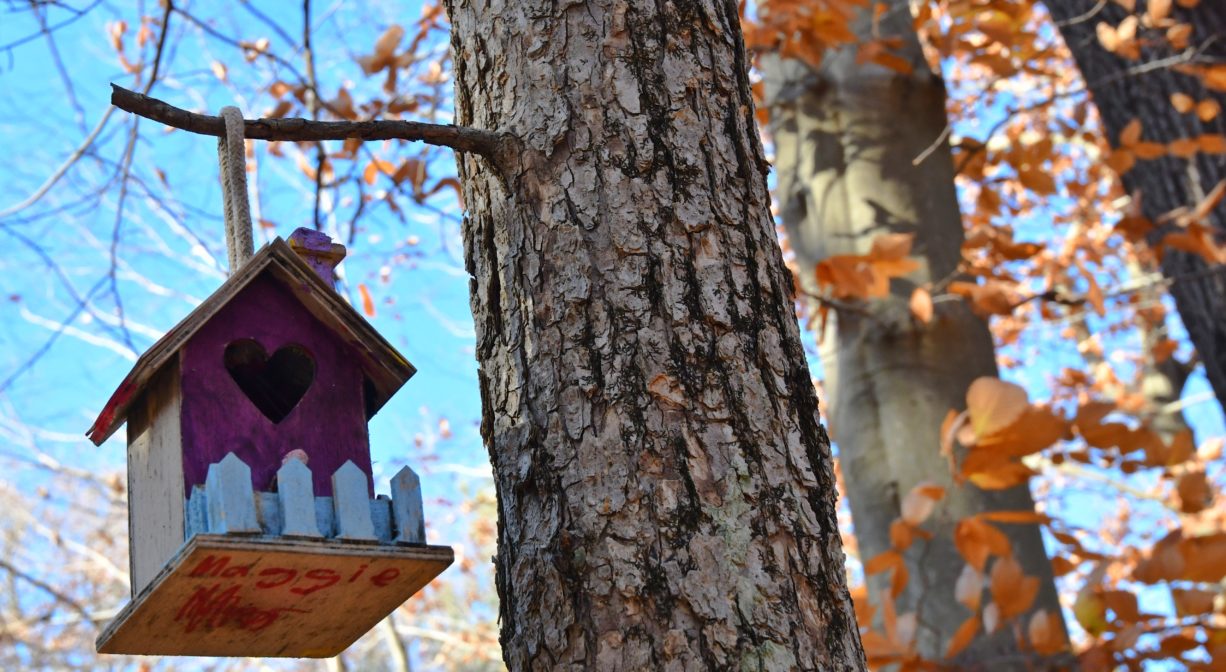 Photograph of bird house hanging from tree with fall foliage.