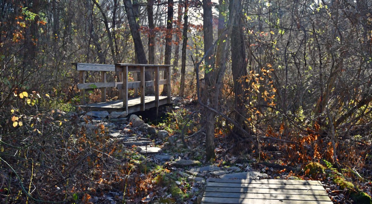 Photograph of boardwalk and bridge in forest setting.