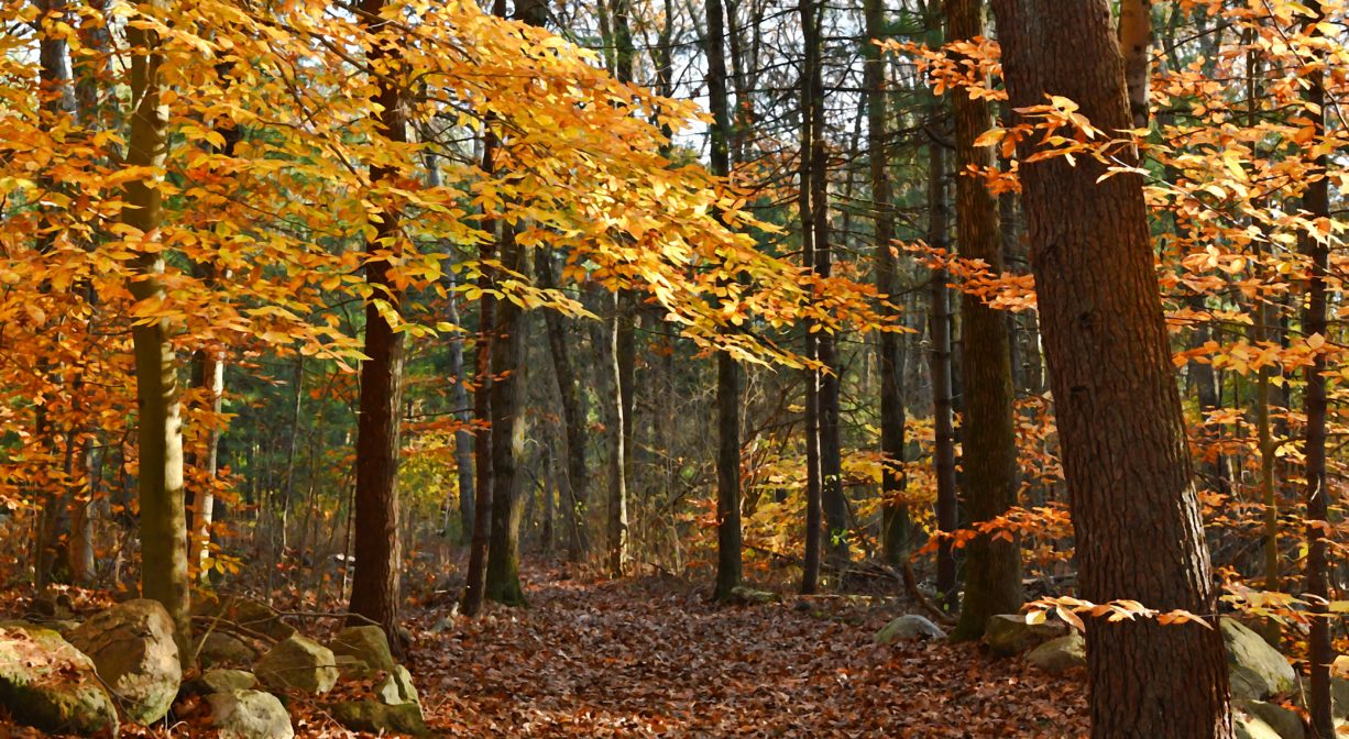 Photograph of trail with vibrant fall foliage.