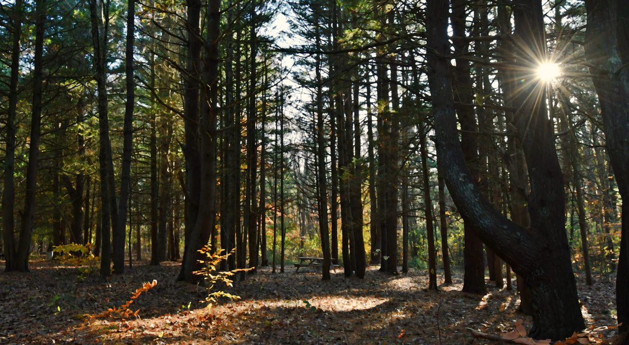 Photograph of pine forest with sun in background.