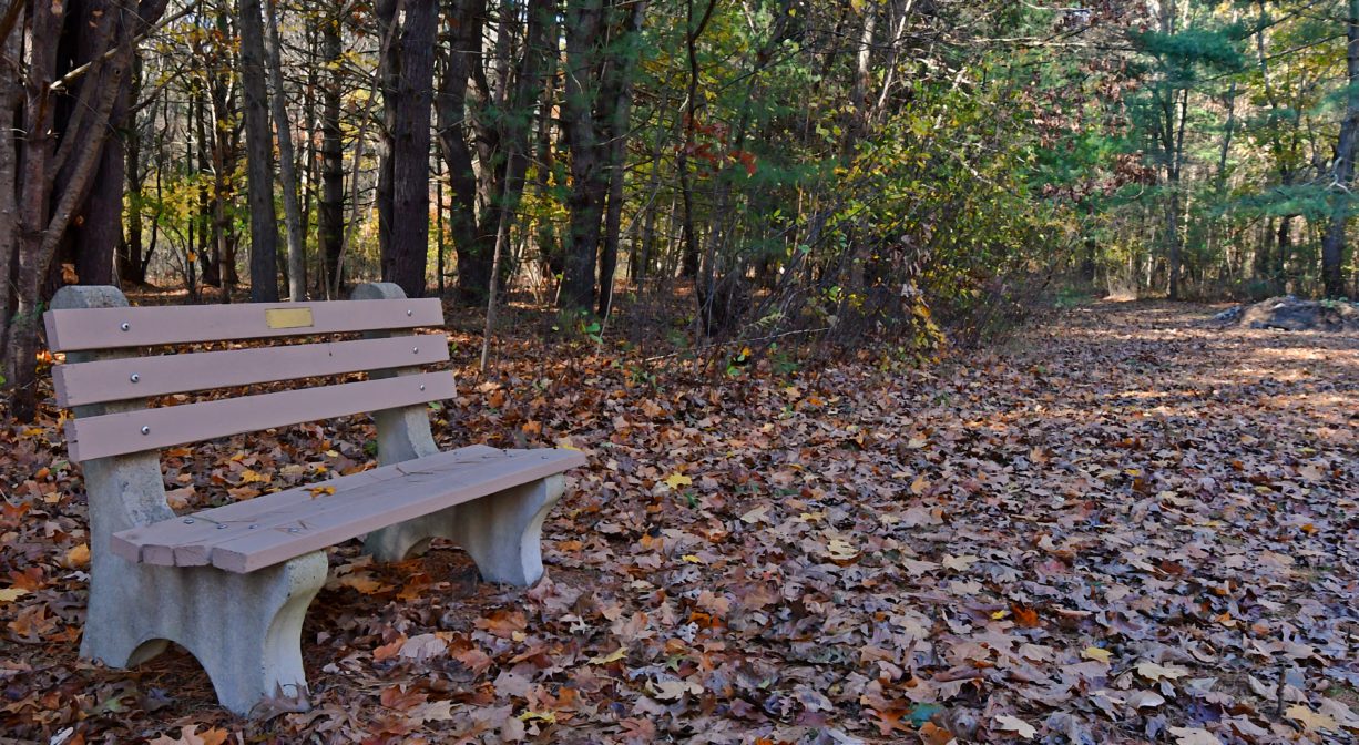 Photograph of a wooden bench in a forest setting with fall foliage