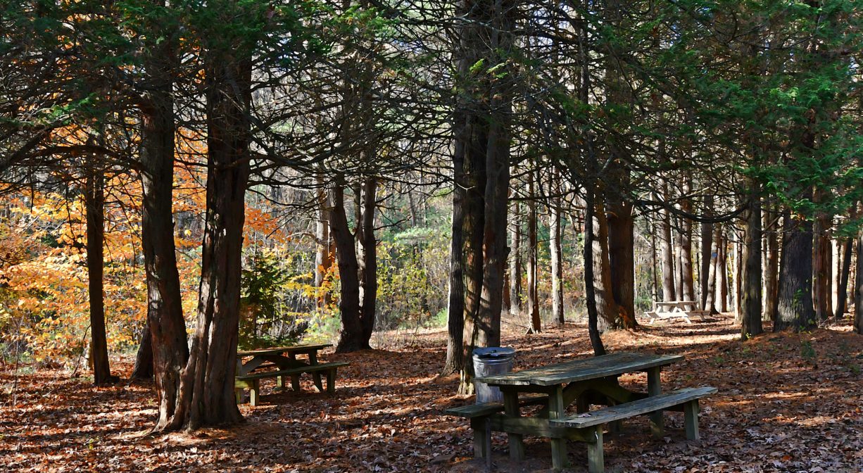 Photograph of picnic tables in forest setting with fall foliage.
