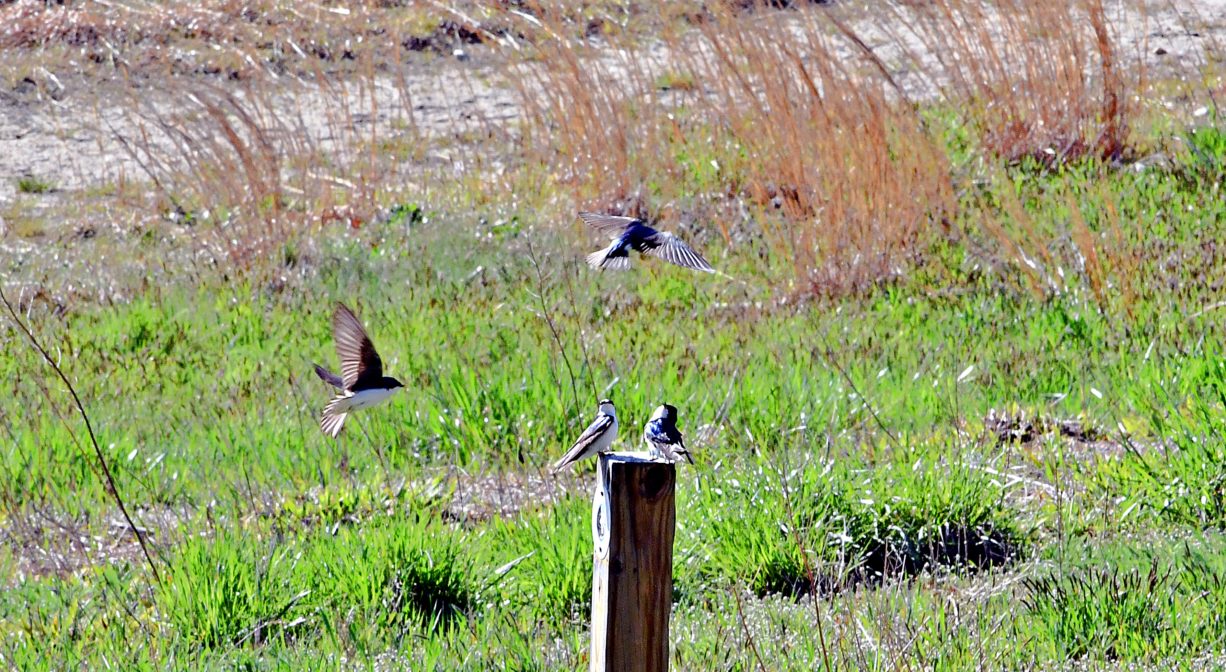 A photograph of birds in a meadow.