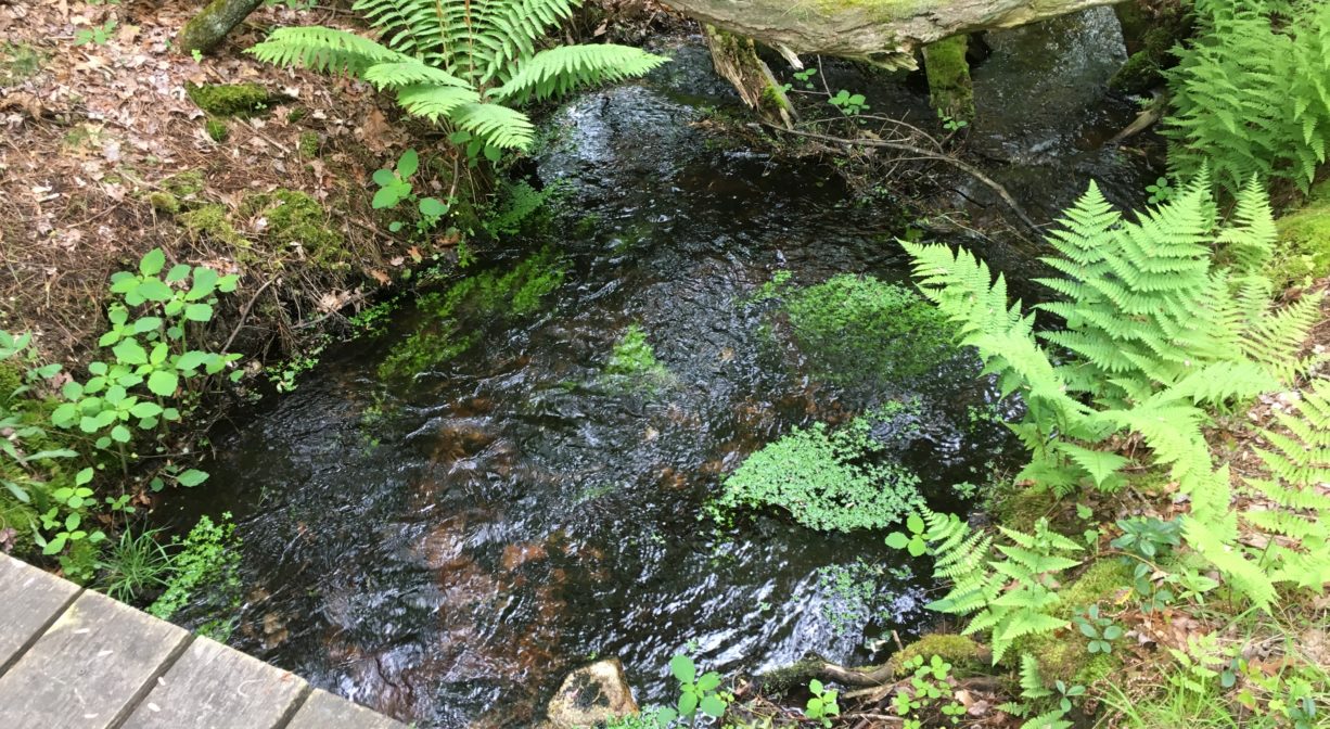 A photograph of a stream passing below a boardwalk, with ferns.