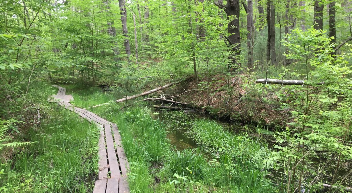 A photograph of a plank boardwalk extending along the edge of a brook, with green grass and foliage.