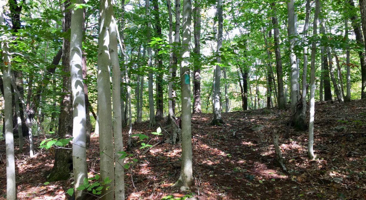 A photograph of a trail through a grove of beech trees.