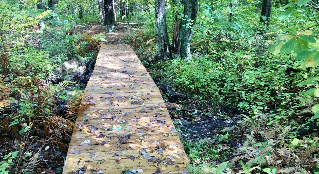 A photograph of a leaf-strewn footbridge over a stream, in a green forest.
