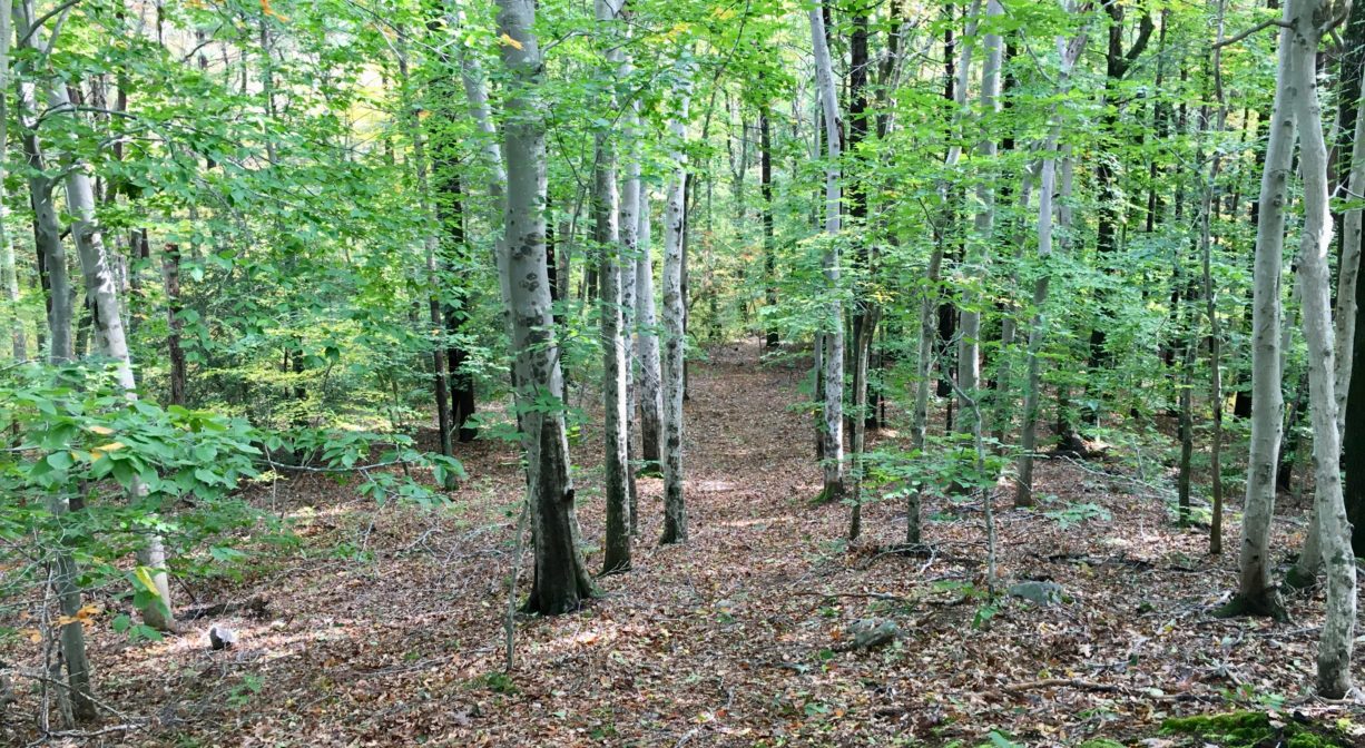 A photograph of a trail through a grove of beech trees.