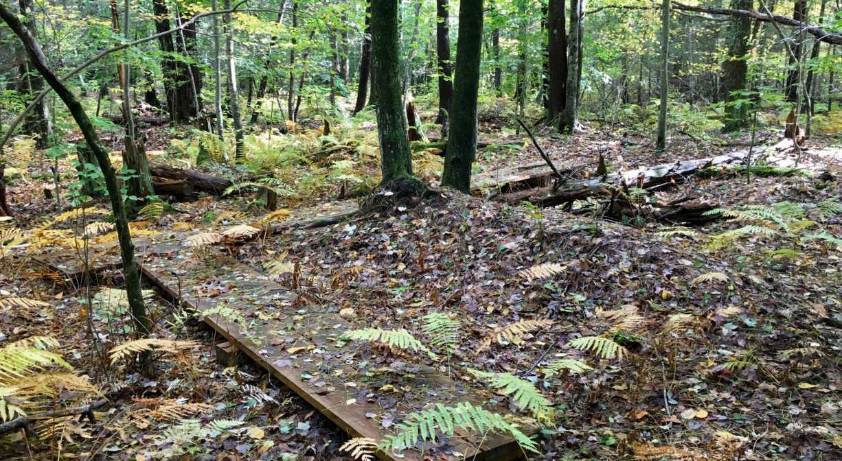 A photograph of a leaf-strewn footbridge over a wetland, in a forest.