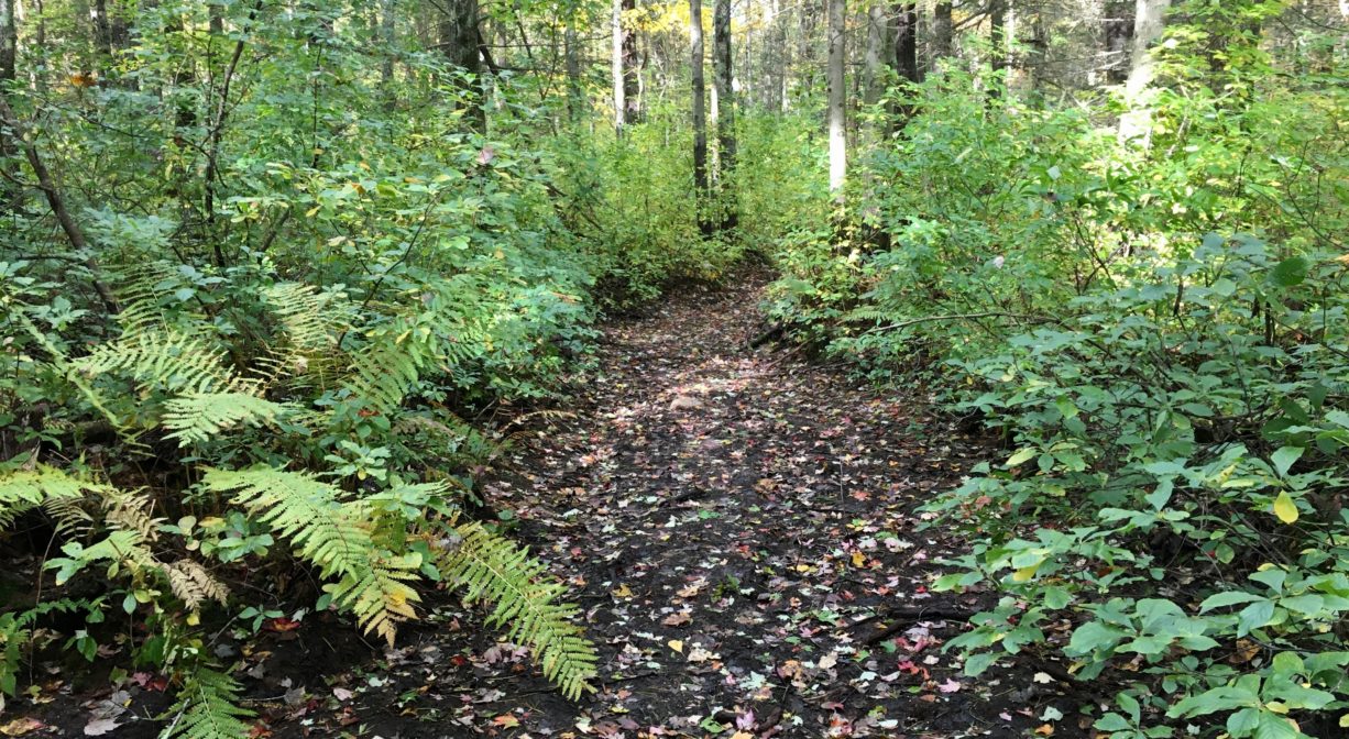 A photograph of a trail in a forest bordered with ferns.
