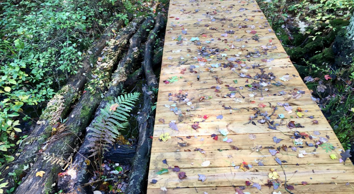A photograph of a leaf-strewn footbridge in a forest, with green vegetation.