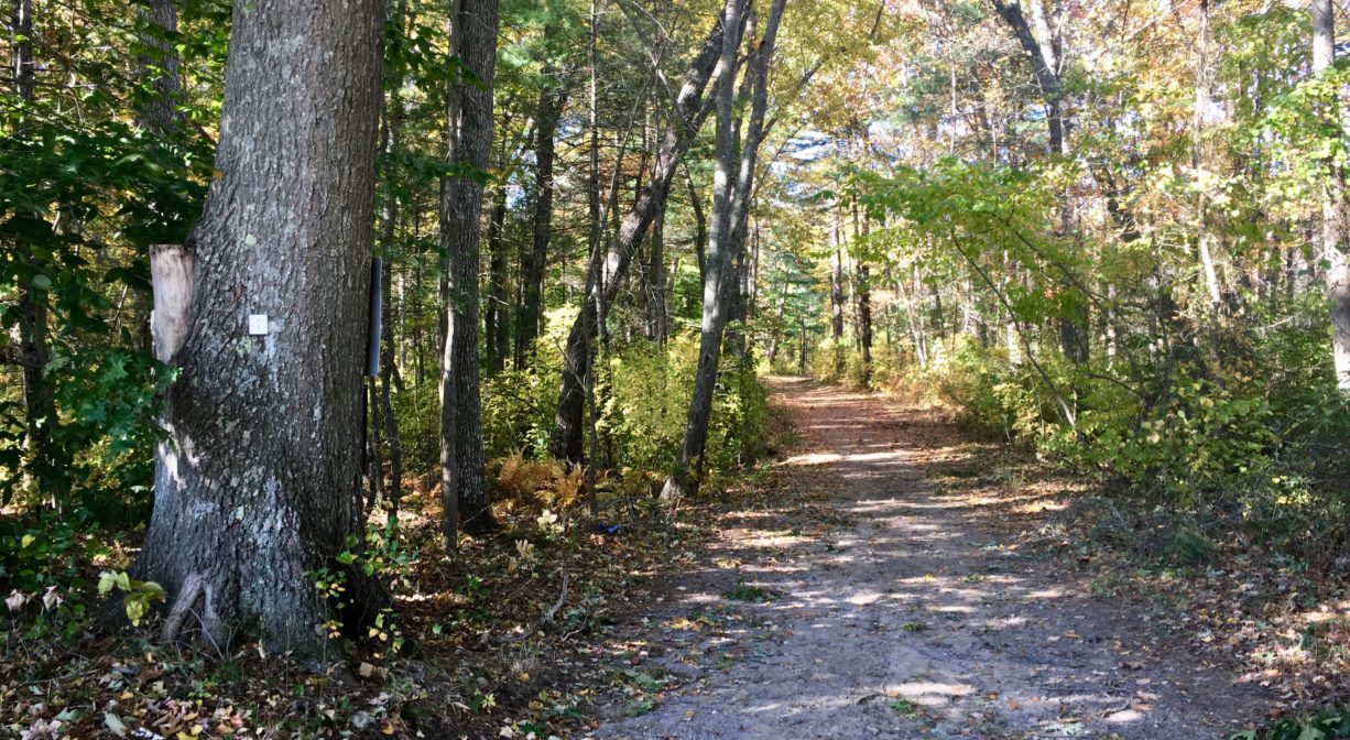 A photograph of a wide trail through a forest.